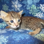 Savannah, F-7B, Male, Brown Spotted, DOB 5-23-17