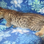 Savannah, F-7B, Male, Brown Spotted, DOB 5-23-17