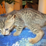 Savannah, F-7B, Male, Brown Spotted, DOB 5-23-17