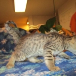 Savannah, F-7B, Male, Brown Spotted, DOB 5-23-17