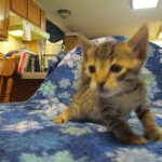 Savannah, F-7B, Male, Brown Spotted, DOB 5-23-17