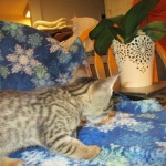 Savannah, F-7B, Male, Brown Spotted, DOB 5-23-17