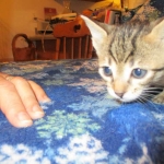 Savannah, F-7B, Male, Brown Spotted, DOB 5-23-17