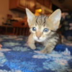 Savannah, F-7B, Male, Brown Spotted, DOB 5-23-17