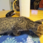 Savannah, F-7B, Male, Brown Spotted, DOB 5-23-17