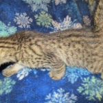 Savannah, F-7B, Male, Brown Spotted, DOB 5-23-17