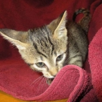 Savannah, F-7B, Male, Brown Spotted, DOB 5-23-17