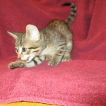 Savannah, F-7B, Male, Brown Spotted, DOB 5-23-17