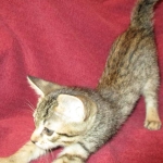 Savannah, F-7B, Male, Brown Spotted, DOB 5-23-17