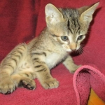 Savannah, F-7B, Male, Brown Spotted, DOB 5-23-17