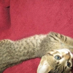 Savannah, F-7B, Male, Brown Spotted, DOB 5-23-17