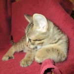 Savannah, F-7B, Male, Brown Spotted, DOB 5-23-17