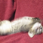 Savannah, F-7B, Male, Brown Spotted, DOB 5-23-17