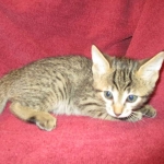 Savannah, F-7B, Male, Brown Spotted, DOB 5-23-17