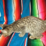 Thundercat Savannah, F-7B, Male, Brown Spotted, DOB 5-23-17