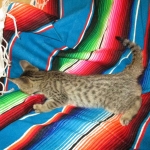 Thundercat Savannah, F-7B, Male, Brown Spotted, DOB 5-23-17