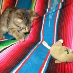 Thundercat Savannah, F-7B, Male, Brown Spotted, DOB 5-23-17