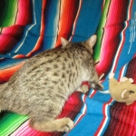 Thundercat Savannah, F-7B, Male, Brown Spotted, DOB 5-23-17