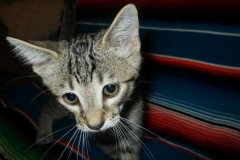 Ithuriel Savannah F-7B Brown (black) spotted male DOB 5-9-18