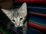 Ithuriel Savannah F-7B Brown (black) spotted male DOB 5-9-18