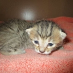 Savannah, F-7b, BST, Male DOB 5-9-18