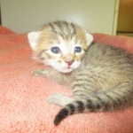 Savannah, F-7b, BST, Male DOB 5-9-18