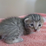 Savannah, F-7b, BST, Male DOB 5-9-18