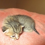 Savannah, F-7b, BST, Male DOB 5-9-18