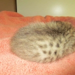 Savannah, F-7b, BST, Male DOB 5-9-18