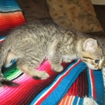 Savannah, F-7b, BST, Male DOB 5-9-18