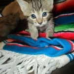 Savannah, F-7b, BST, Male DOB 5-9-18