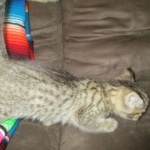 Savannah, F-7b, BST, Male DOB 5-9-18