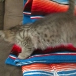 Savannah, F-7b, BST, Male DOB 5-9-18