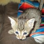 Savannah, F-7b, BST, Male DOB 5-9-18