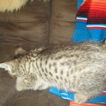 Savannah, F-7b, BST, Male DOB 5-9-18