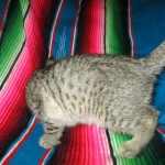 Savannah, F-7b, BST, Male DOB 5-9-18