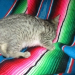 Savannah, F-7b, BST, Male DOB 5-9-18