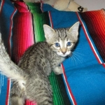 Savannah, F-7b, BST, Male DOB 5-9-18