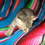 Savannah, F-7b, BST, Male DOB 5-9-18