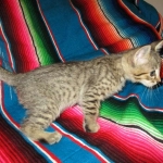 Savannah, F-7b, BST, Male DOB 5-9-18