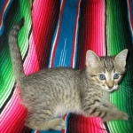 Savannah, F-7b, BST, Male DOB 5-9-18