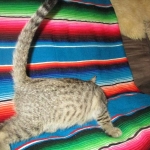 Ithuriel Savannah, F-7b, BST, Male DOB 5-9-18