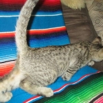 Ithuriel Savannah, F-7b, BST, Male DOB 5-9-18