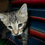 Ithuriel Savannah, F-7b, BST, Male DOB 5-9-18