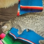 IthurielSavannah, F-7b, BST, Male DOB 5-9-18