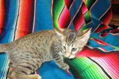 Duke, Savannah, F-7B, Brown (black) Spotted, Male DOB 6-8-17