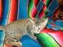 Duke, Savannah, F-7B, Brown (black) Spotted, Male DOB 6-8-17