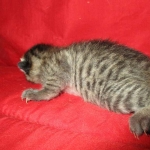 Savannah, F-7B, Brown Spotted Male, DOB 6-8-17