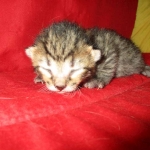 Savannah, F-7B, Brown Spotted Male, DOB 6-8-17