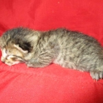 Savannah, F-7B, Brown Spotted Male, DOB 6-8-17